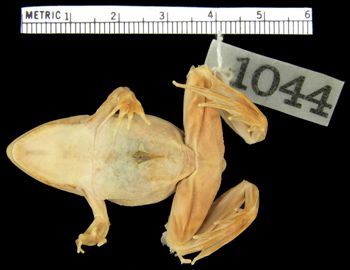Media type: image; Herpetology A-1044